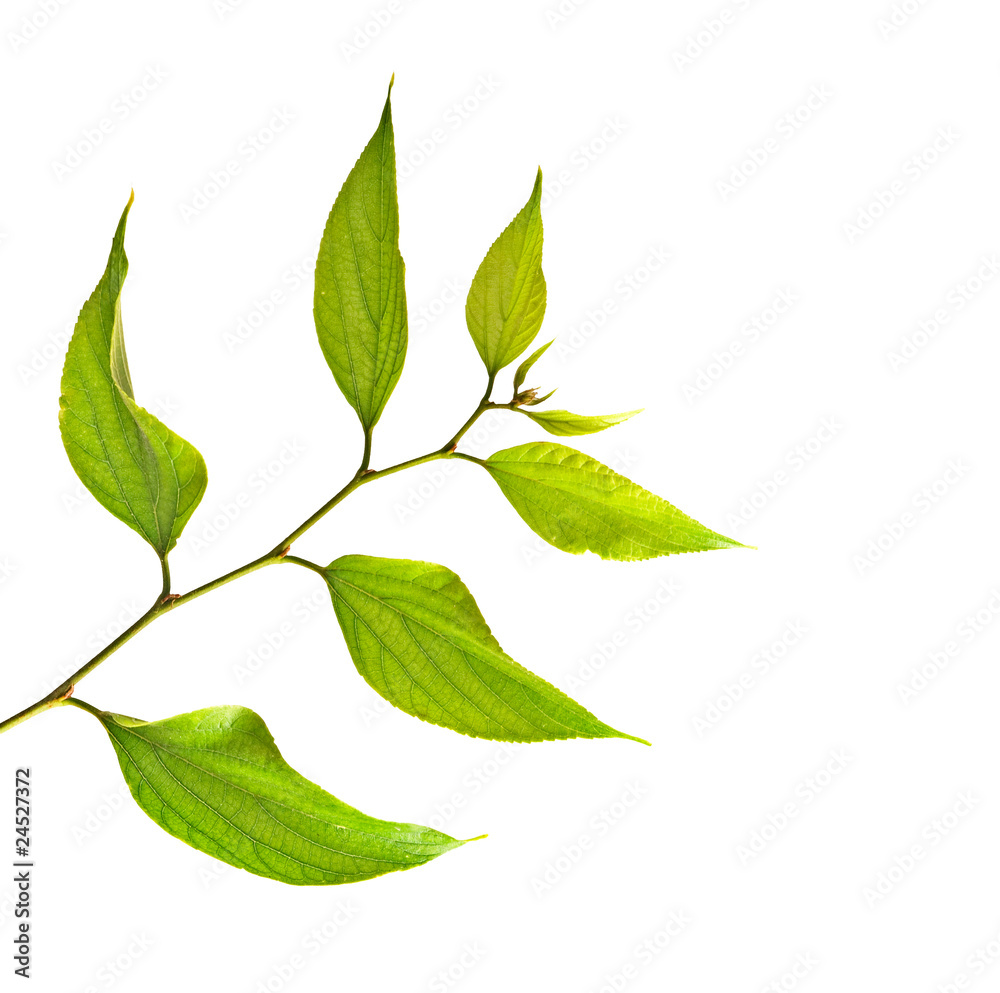 Naklejka premium Branch isolated on white