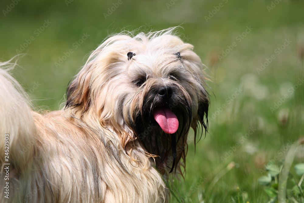 lhassa apso étonné