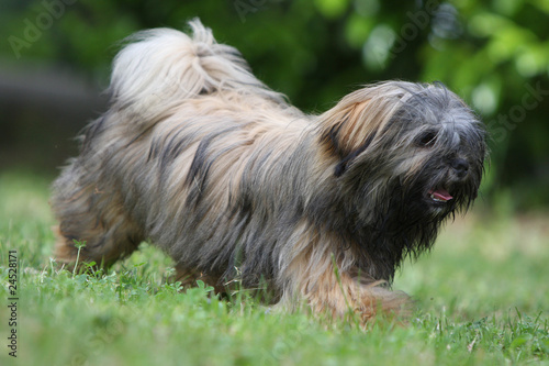 lhassa apso court et sautant