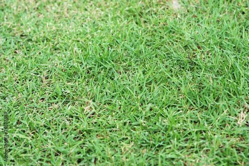 texture green tropical grass