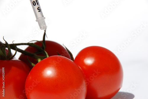 Genmanipulierte Tomaten photo