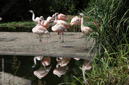 Cuadro en lienzo Gruppe Flamingos
