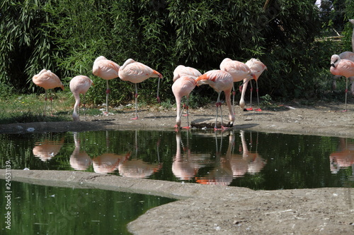 Fényképezés Flamingos