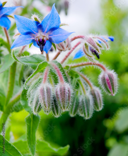 borage photo