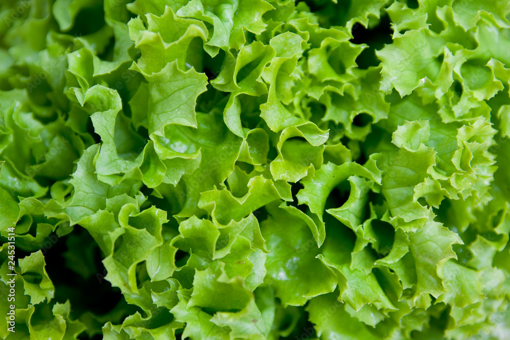green salad green salad