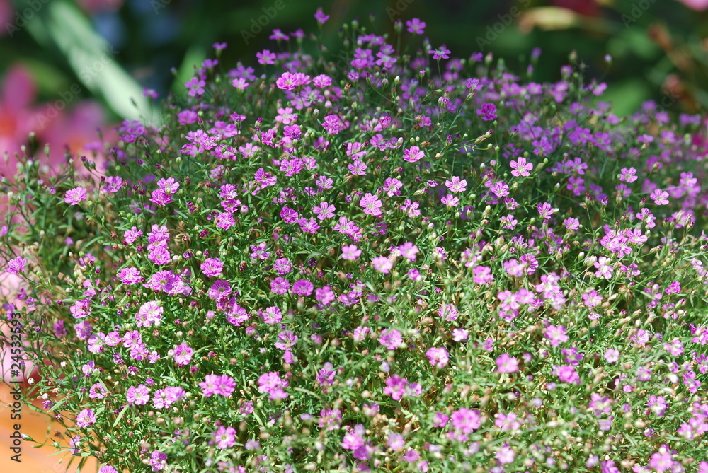 Schleierkraut rosa (Gypsophila muralis)