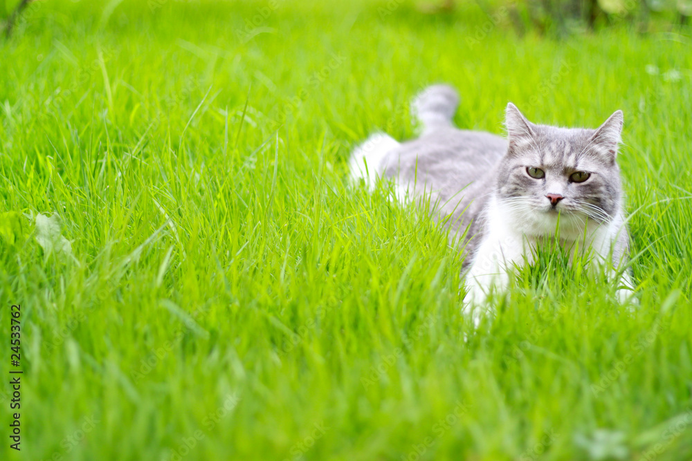A cute cat relaxing on the grass in the garden