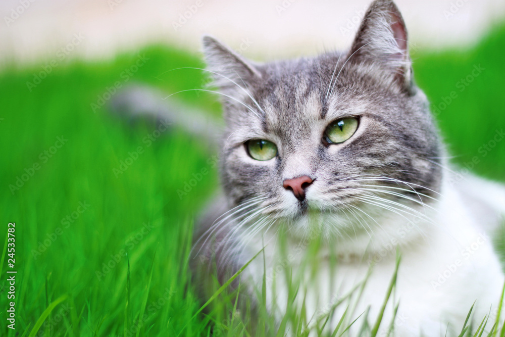 Green-eyed Cat in full growth on a background of a grass