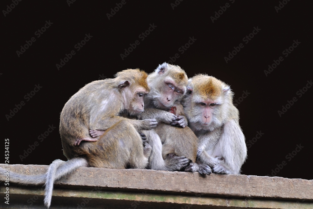 Obraz premium singes