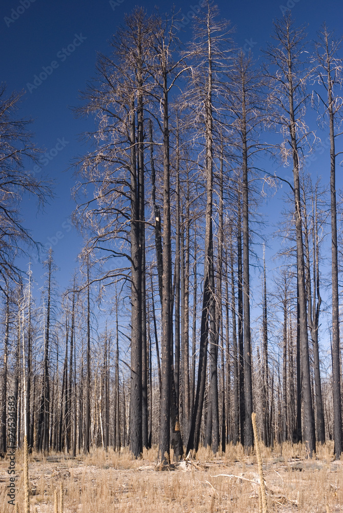 Birch trees forest fire Birch trees forest fire