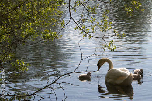 mother swan and cygnets
