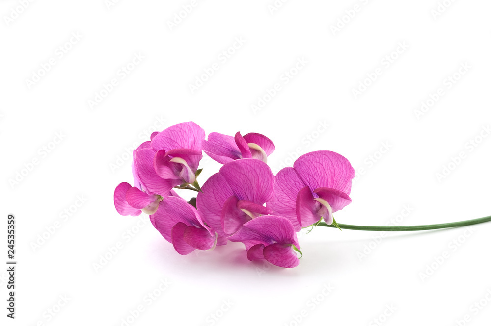 Fotografie Wild sweetpea