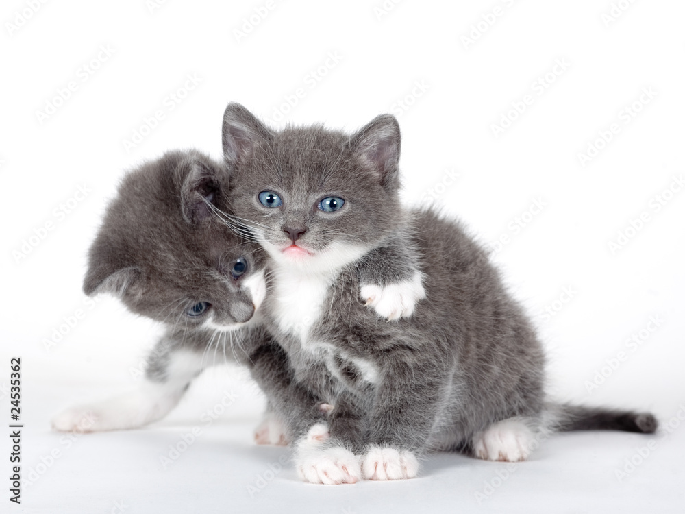 two blue eyed gray kitten isolated on white