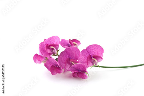Fotografie Wild sweetpea