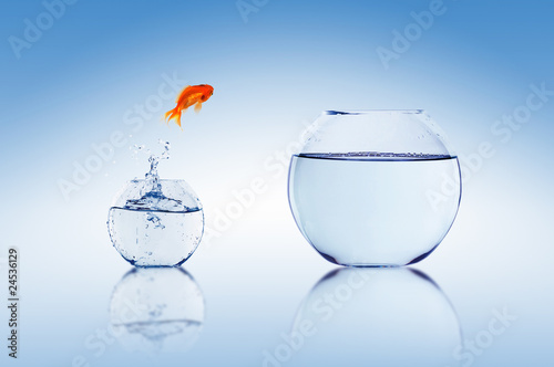 Fototapeta Goldfish jump