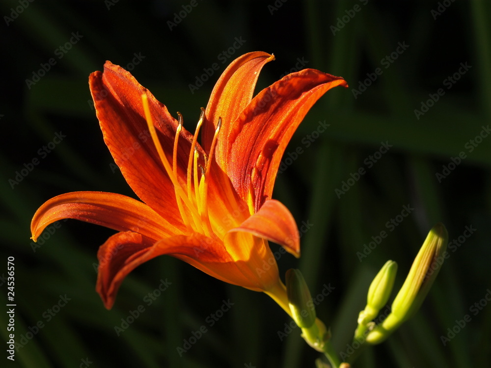 Lilienleuchten Lilienleuchten