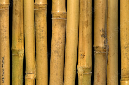 Bamboo  stalks