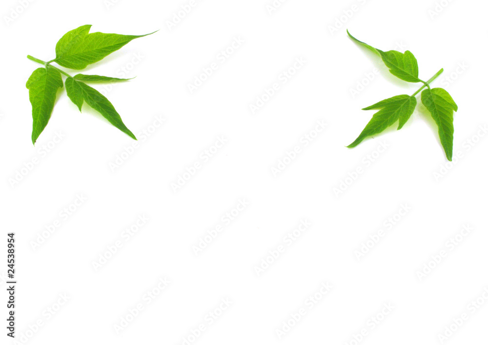 Two twigs with green leaves