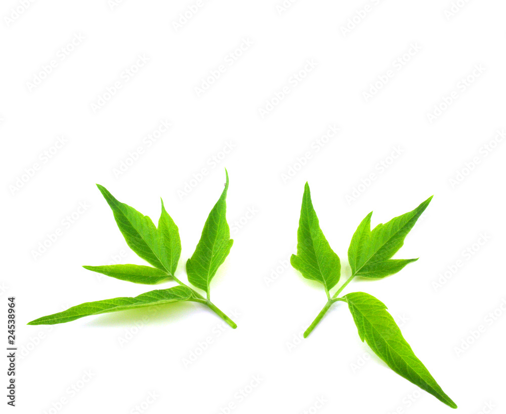 Fototapeta premium Two twigs with green leaves
