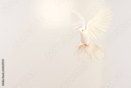 flying white dove isolated on white
