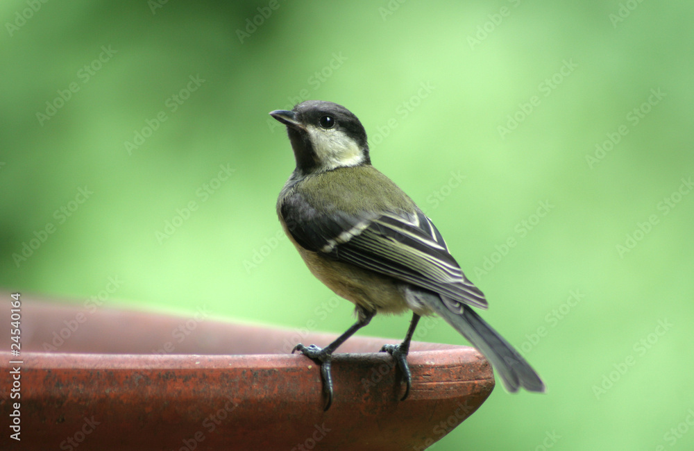 Obraz premium Kohlmeise