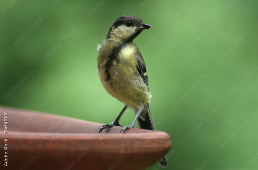 Obraz premium Kohlmeise,frech