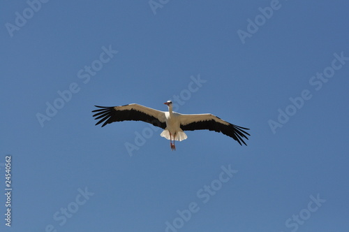 Cigogne