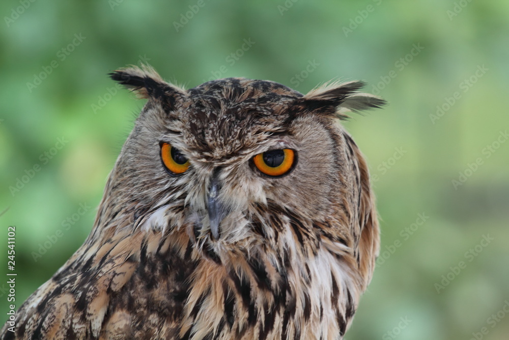 Naklejka premium сова