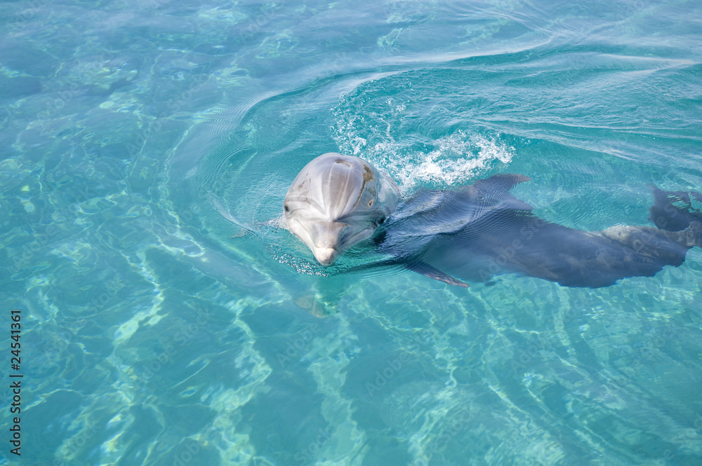 Obraz premium bottle-nosed dolphin