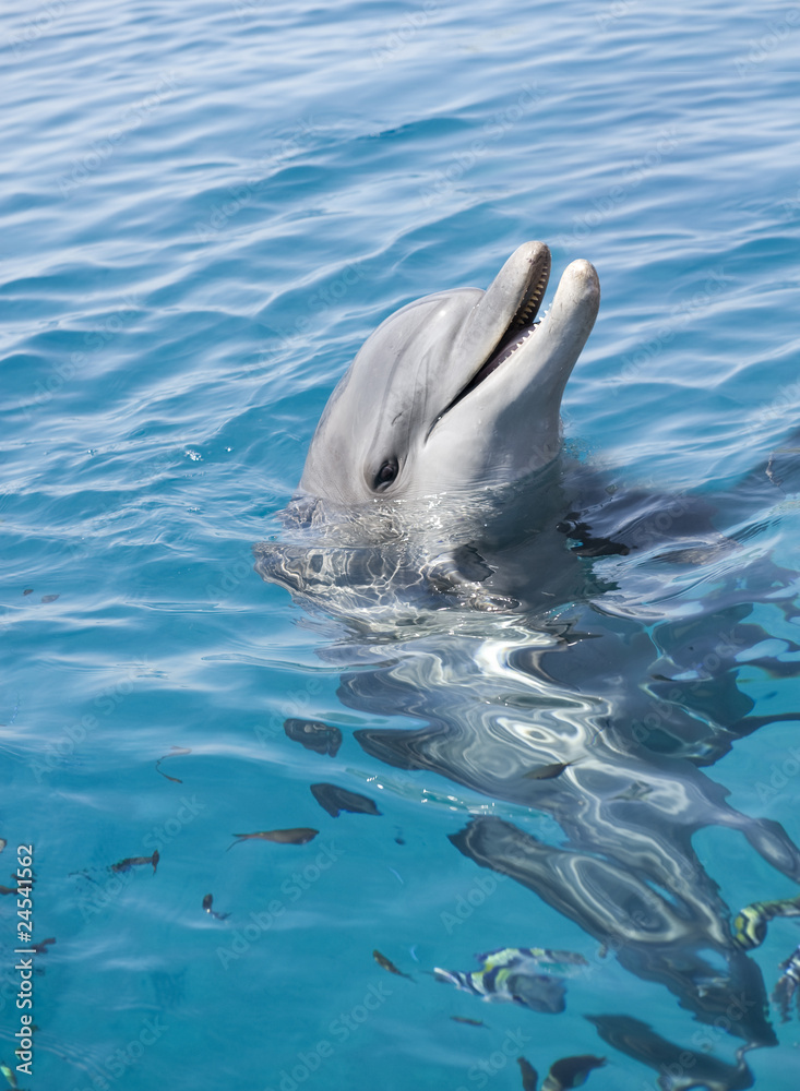 Obraz premium bottle-nosed dolphin