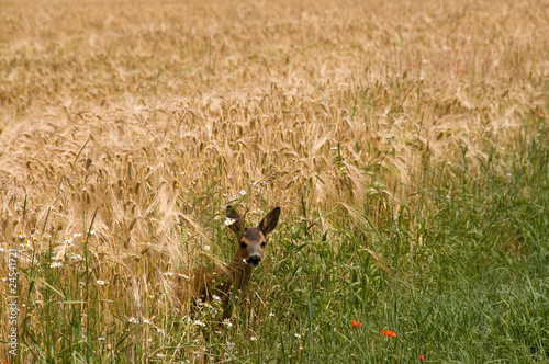 Roe and rye.