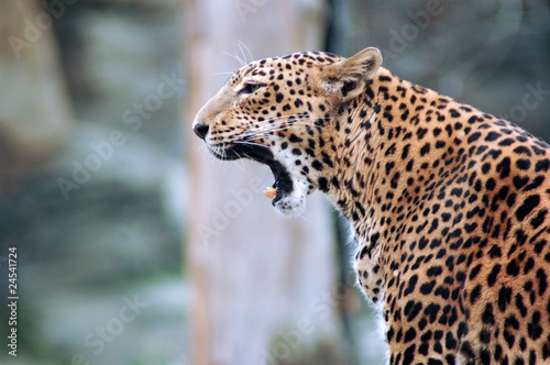 Portrait of a yawning  leopard (Panthera pardus); panther.