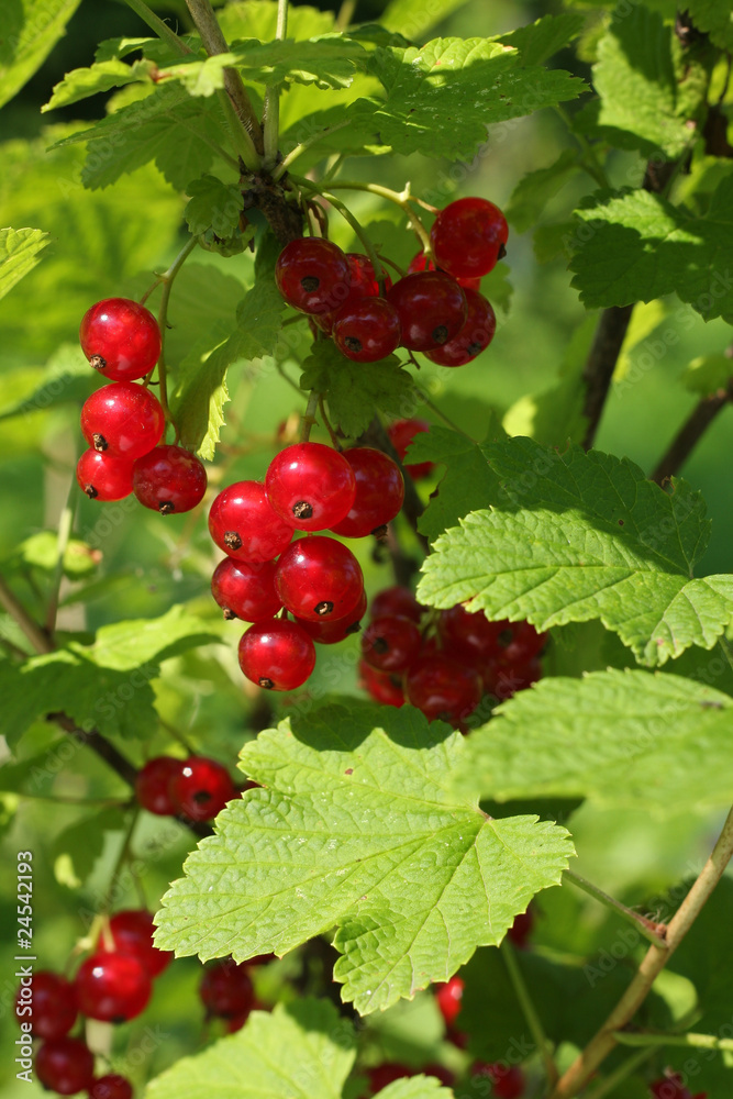 Redcurrant Redcurrant