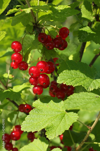 Redcurrant