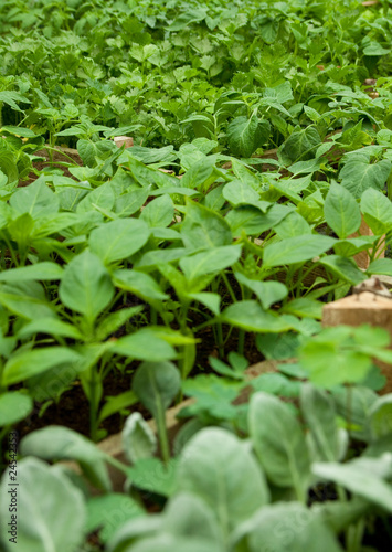 Wallpaper Mural small paprika Torontodigital.ca