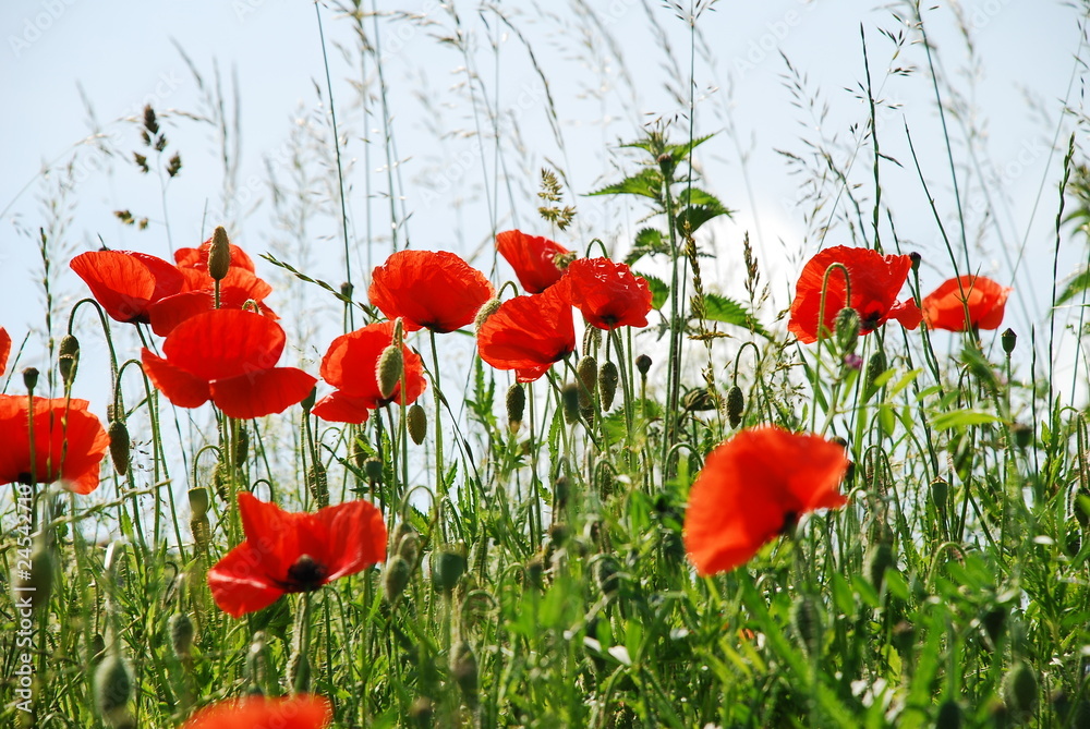 Obraz premium rote Mohnpflanzen