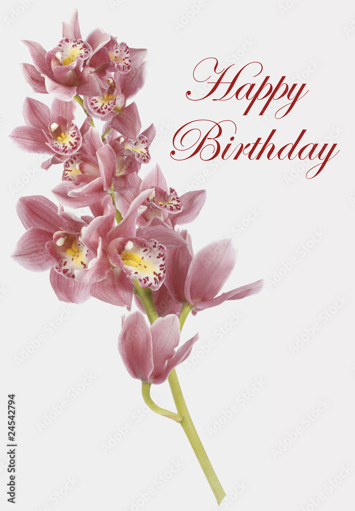 Pink Orchid, the flower isolated on white background. Pink Orchid, the flower isolated on white background.