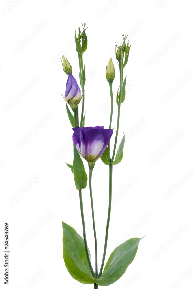 Beautiful violet flower Beautiful violet flower