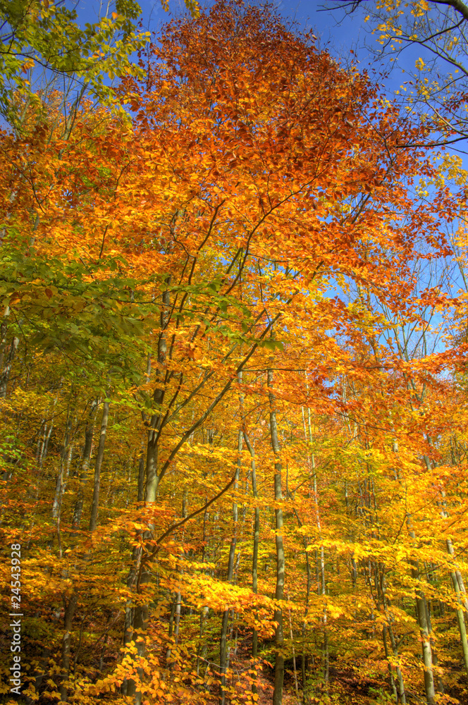 Herbstlaub