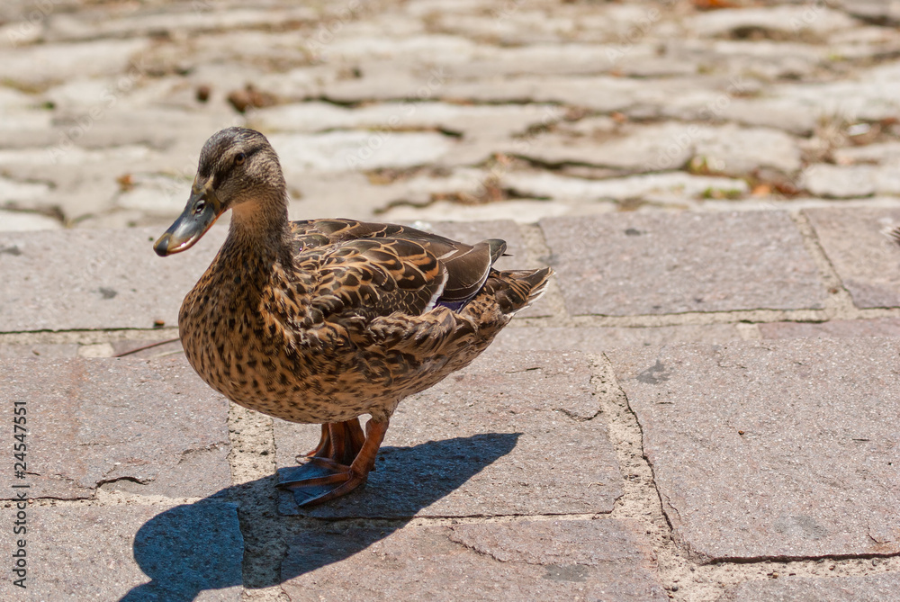 one duck one duck