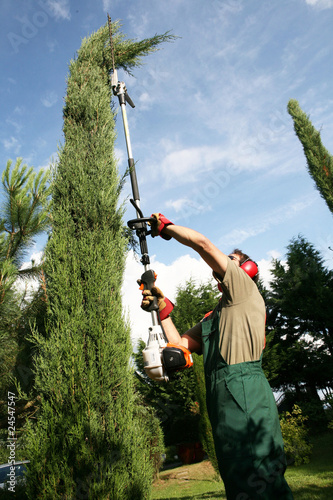 taille et élagage d'un arbre