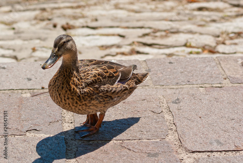 one duck