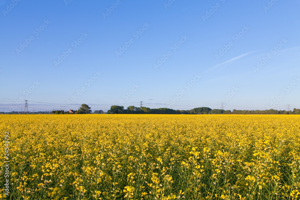Field with yellow rapeseed flowers