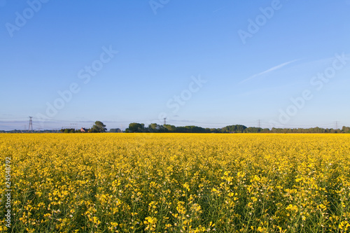 Field with yellow rapeseed flowers © pwollinga