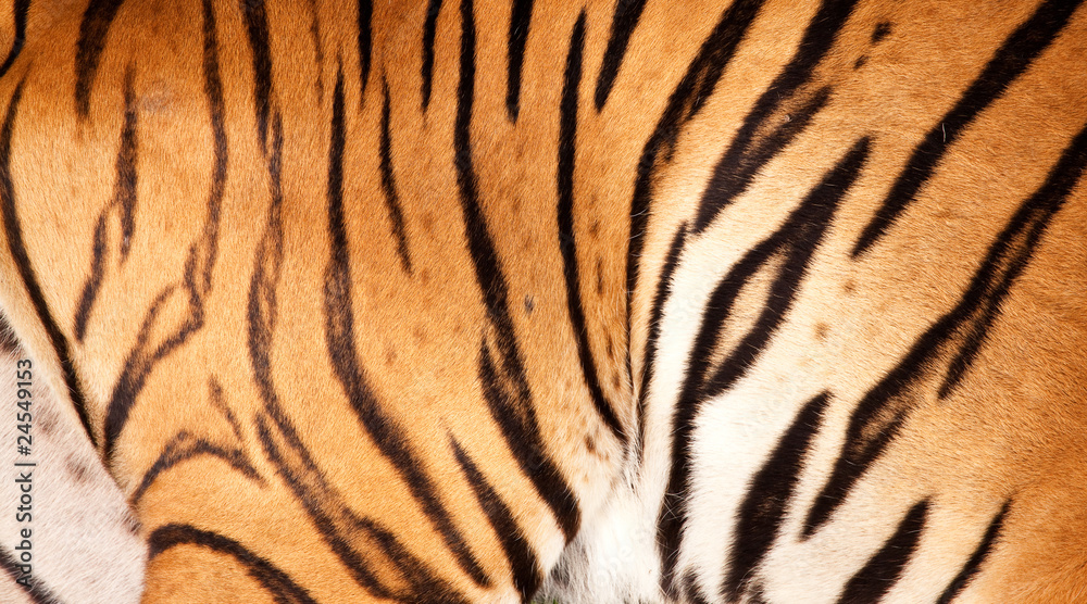 Fototapeta premium Tiger fur detail