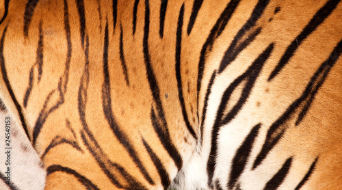 Tiger fur detail