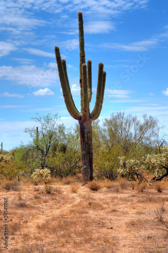 Cereus giganteus Saguaro cactus