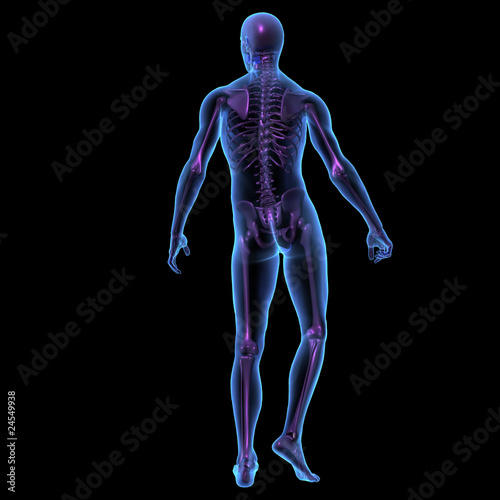 X-ray illustration of male human body and skeleton standing. © cameraman