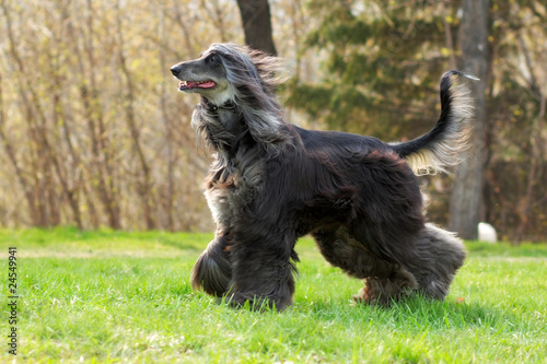 Dog Afghan Hound runs photo