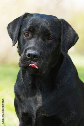 black Labrador dog licks lips